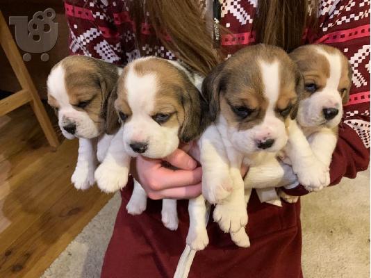 PoulaTo: Μεγάλα αρσενικά και θηλυκά κουτάβια Beagle προς πώληση